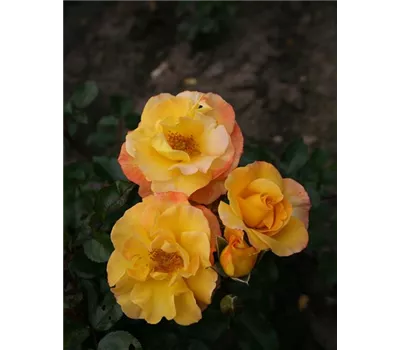 Rose 'Bright Smiles' -R- Rose 'Bright Smiles' -R-