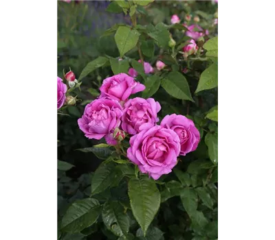 Rose 'Carmen Würth' -R- Rose 'Carmen Würth' -R-