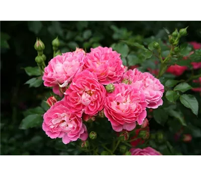 Rose 'Charmant' -R- Rose 'Charmant' -R-