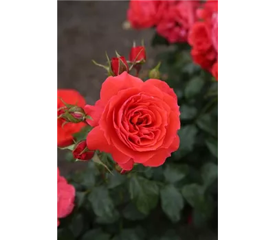Rose 'Cherry Girl' -R- Rose 'Cherry Girl' -R-