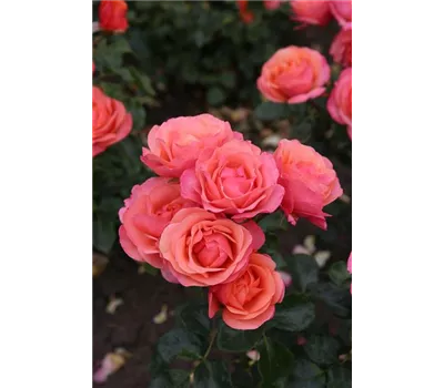 Rose 'Coral Lions Rose' Rose 'Coral Lions Rose'