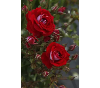 Rose 'Corazon' -R- Rose 'Corazon' -R-