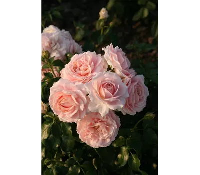 Rose 'Cremosa' -R- Rose 'Cremosa' -R-