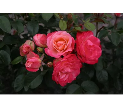 Rose 'Enjoy' -R Rose 'Enjoy' -R