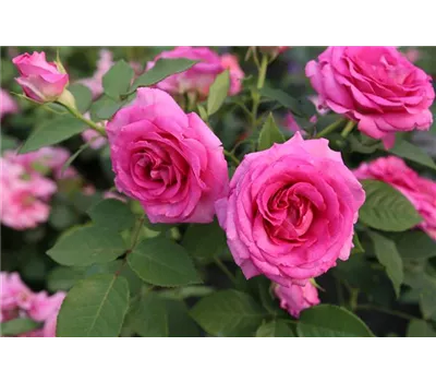 Rose 'Fräulein Maria' -R- Rose 'Fräulein Maria' -R-