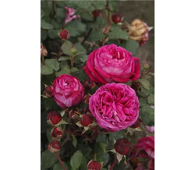 Rose 'Freifrau Caroline' -R- Rose 'Freifrau Caroline' -R-