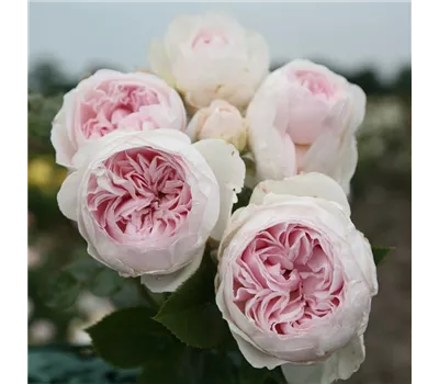Rose 'Herzogin Christiana' -R-