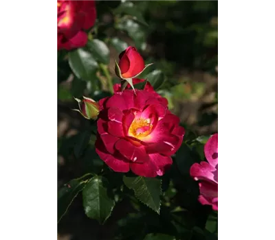 Rose 'Ile de Fleurs' -R-