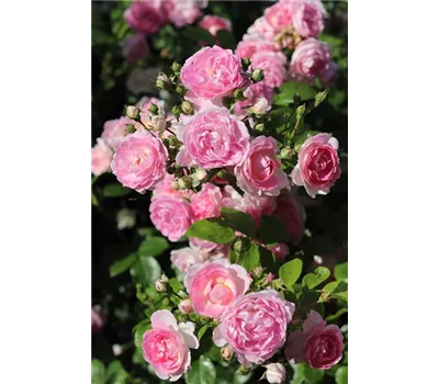 Rose 'Jacques Cartier' Rose 'Jacques Cartier'