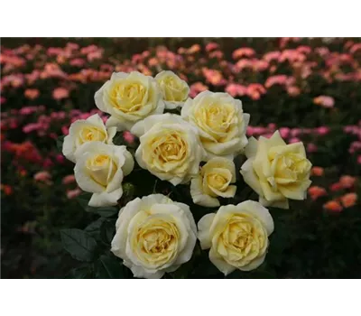 Rose 'Limona' -R-