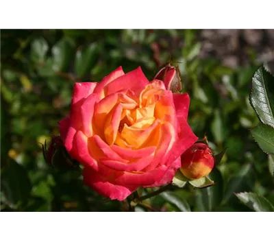 Rose 'Little Sunset' -R- Rose 'Little Sunset' -R-