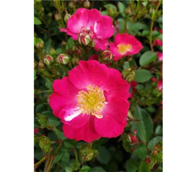 Rose 'Lupo' -R- Rose 'Lupo' -R-