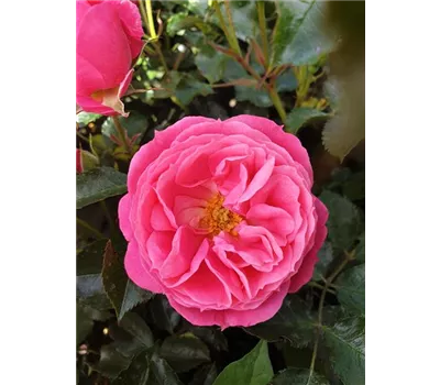 Rose 'Moin Moin' -R-