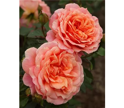 Rose 'Peach Melba' -R-