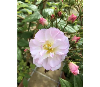 Rose 'Sweet Siluetta' -R-