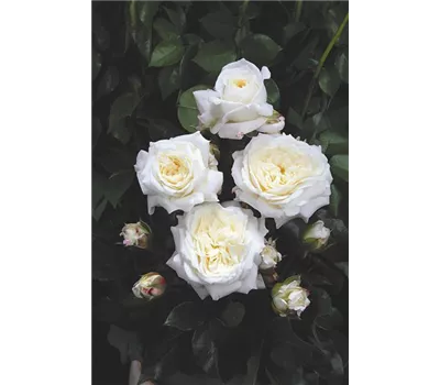 Rose 'Alabaster' -R- Rose 'Alabaster' -R-