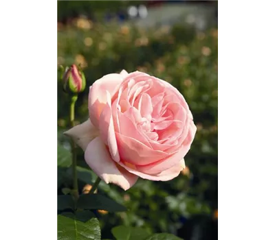 Rose 'Aphrodite' -R- Rose 'Aphrodite' -R-