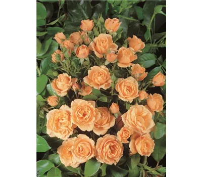 Rose 'Apricot Clementine' -R- Rose 'Apricot Clementine' -R-