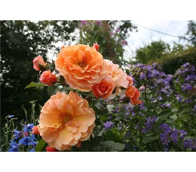Rose 'Arabia' -R- Rose 'Arabia' -R-
