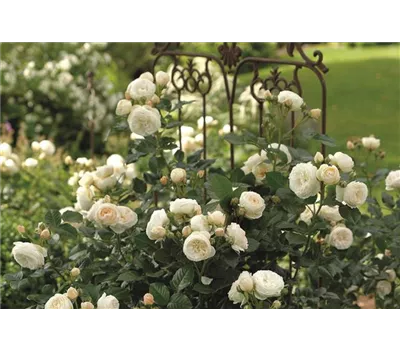 Rose 'Artemis' -R- Rose 'Artemis' -R-
