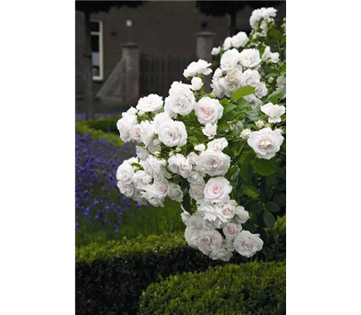 Rose 'Aspirin-Rose' -R- Rose 'Aspirin-Rose' -R-