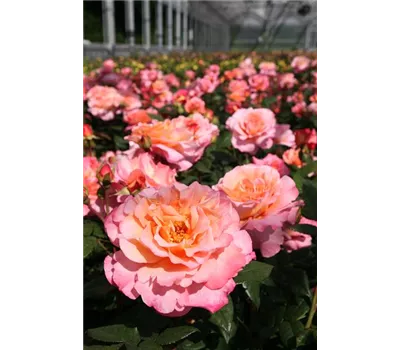 Rose 'Augusta Luise' -R- Rose 'Augusta Luise' -R-