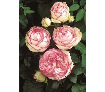 Rose 'Biedermeier' -R- Rose 'Biedermeier' -R-