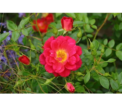 Rose 'Bienenweide Hellrot' -R- Rose 'Bienenweide Hellrot' -R-
