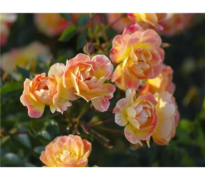 Rose 'Bienenweide Fruity' -R- Rose 'Bienenweide Fruity' -R-