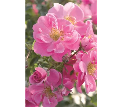 Rose 'Bienenweide Rosa' -R- Rose 'Bienenweide Rosa' -R-