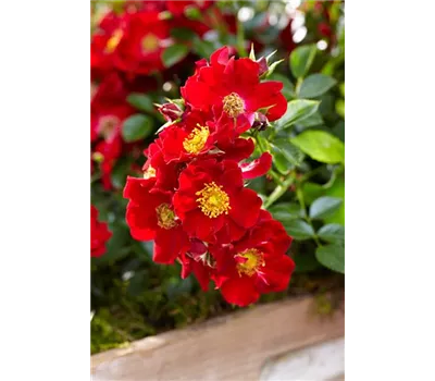 Rose 'Bienenweide Rot' -R- Rose 'Bienenweide Rot' -R-