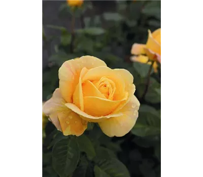 Rose 'Candlelight' -R- Rose 'Candlelight' -R-
