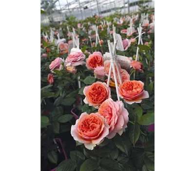 Rose 'Chippendale' -R- Rose 'Chippendale' -R-