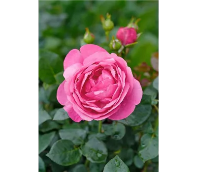 Rose 'Desiree' -R- Rose 'Desiree' -R-