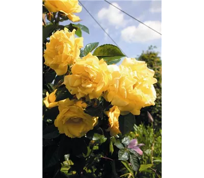 Rose 'Dukat' -R- Rose 'Dukat' -R-