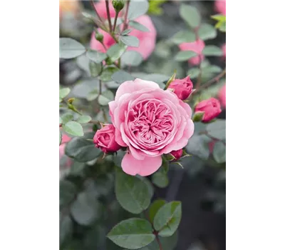 Rose 'Eva' -R- Rose 'Eva' -R-