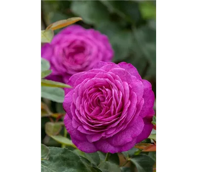 Rose 'Heidi Klum Rose' -R-
