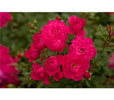 Rose 'Hobby' -R- Rose 'Hobby' -R-