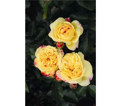 Rose 'Lampion' -R-