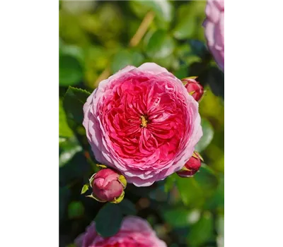 Rose 'Modern Art' -R-