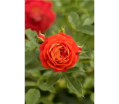 Rose 'Carmen' -R- Rose 'Carmen' -R-