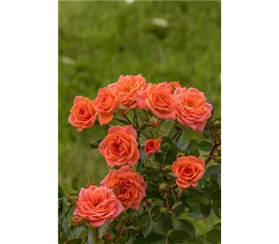 Rose 'Ninetta' -R-