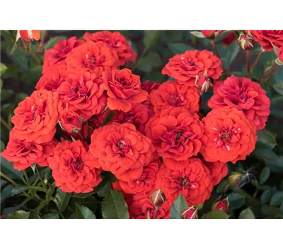 Rose 'Orange Babyflor' -R-