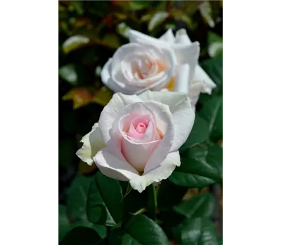 Rose 'A perfect day'' -R- Rose 'A perfect day'' -R-