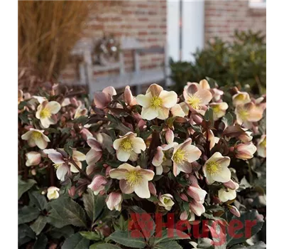 Helleborus HGC 'Camelot' -R- Helleborus HGC 'Camelot' -R-
