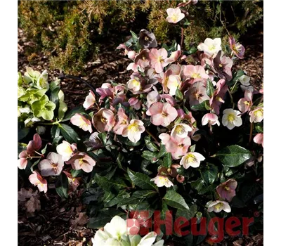 Helleborus HGC 'Maestro' -R- Helleborus HGC 'Maestro' -R-
