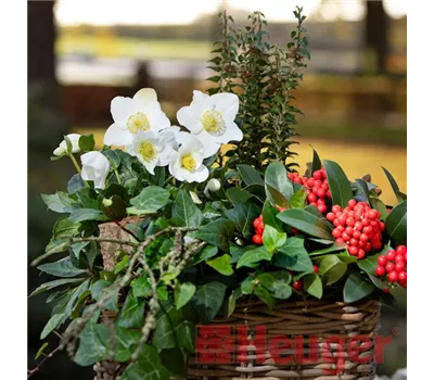 Helleborus HGC 'Diva' -R- Helleborus HGC 'Diva' -R-