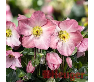 Helleborus HGC Winter Ballet 'Katie' -R- Helleborus HGC Winter Ballet 'Katie' -R-