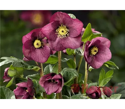 Helleborus HGC Winter Ballet 'Leila' -R- Helleborus HGC Winter Ballet 'Leila' -R-