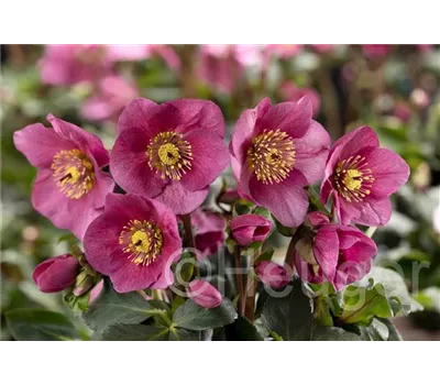 Helleborus HGC Winter Ballet 'Lenia' -R- Helleborus HGC Winter Ballet 'Lenia' -R-